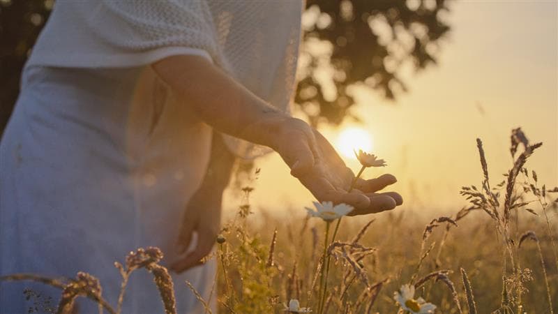 Woman's hand touching wildflowers in a field at sunset