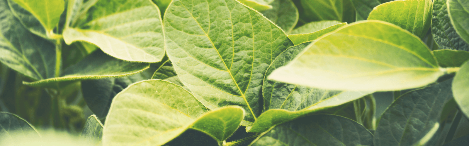 Close-up of bright green soybean plant leaves