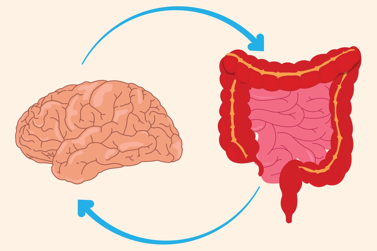 The Gut–Brain Hormone Axis: The Invisible Web We Restore